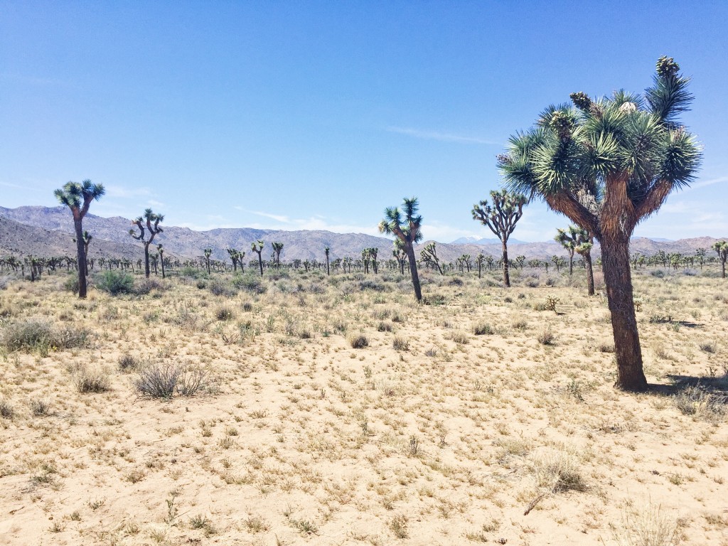 #joshuatree #yuccavalley #desert #california TheDailyMonarch.com